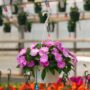 New Guinea Impatiens – Super Sonic Lavender – 10″ Hanging Basket